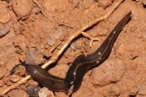 Invasive New Guinea Flatworm Identified on Sanibel Island.
