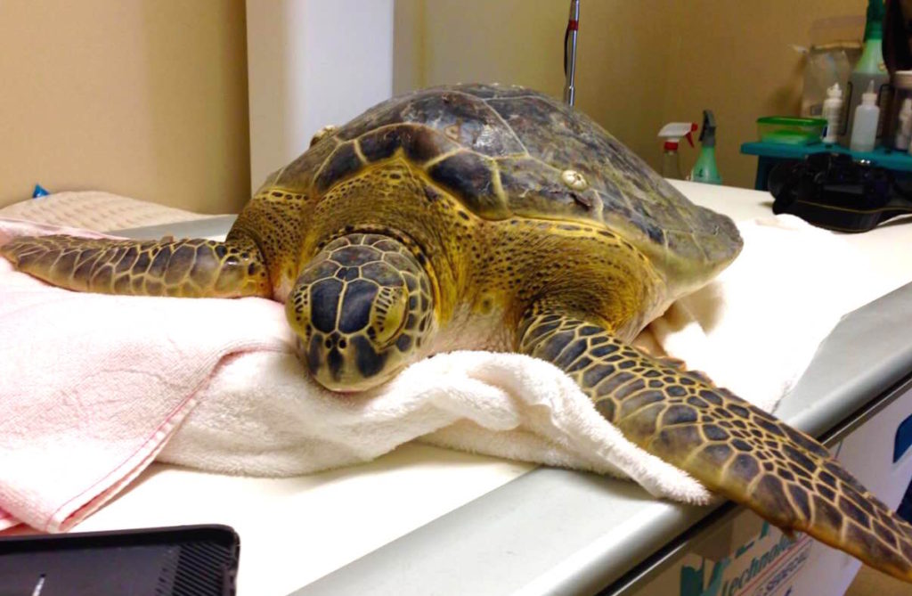 Green Sea Turtle Recovering At CROW. Photo Courtesy OfClinic for the Rehabilitation of Wildlife.