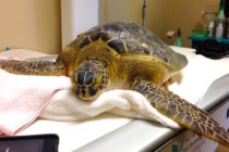 Green Sea Turtle Recovering At CROW. Photo Courtesy OfClinic for the Rehabilitation of Wildlife.