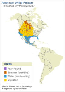 White Pelican Range Map, All About Birds