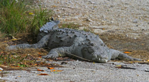 American Crocodile, Courtesy of Creative Commons, Judy Gallagher.