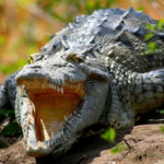 Sanibel Crocodiles: Crocodile Back On Sanibel