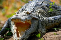 American Crocodile, Courtesy of Creative Commons, Otto Monge.