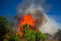 2017 Sanibel Prescribed Burn, Cabbage Palm File Photo. Image Courtesy Of The Sanibel Captiva Conservation Foundation.