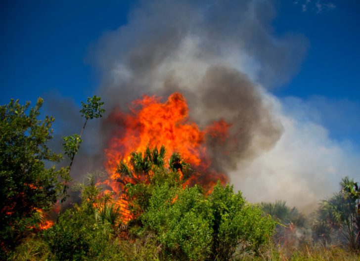 2017 Sanibel Prescribed Burn, Cabbage Palm File Photo. Image Courtesy Of The Sanibel Captiva Conservation Foundation.