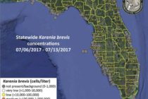 Sanibel Red Tide Report, July 14:  No Red Tide. Minimal trace presence of the Florida red tide organism at background concentrations in Southwest Florida.