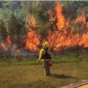 2017 Sanibel Prescribed Burn, Burn Watch, File Photo. Image Courtesy Of The Sanibel Captiva Conservation Foundation.