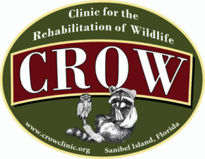 Crow Case Of The Week, Clinic For The Rehabilitation Of Wildlife.